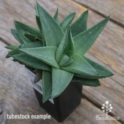 Haworthia Savanna - Succulent -Plant Collection Sales Shop apo savannah big size