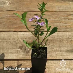 Scaevola Purple Fanfare - Fan Flower -Plant Collection Sales Shop apo scaevola fanfare tubestock flowering