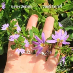 Scaevola Purple Fanfare - Fan Flower -Plant Collection Sales Shop apo scaevola flowersize compare