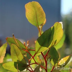 Eucalyptus Summer Scentsation - Flowering Gum 11 Eucalyptus Summer Scentsation - Flowering Gum -Plant Collection Sales Shop apo scentsation gum red stems