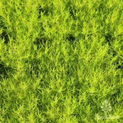 Sagina Subulata Aurea – Scotch Moss -Plant Collection Sales Shop apo scotch moss carpet