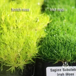 Sagina Subulata Aurea – Scotch Moss -Plant Collection Sales Shop apo scotch moss irish moss compared
