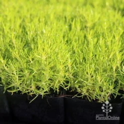 Sagina Subulata Aurea – Scotch Moss -Plant Collection Sales Shop apo scotch moss leaves