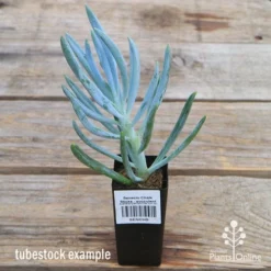 Senecio Chalk Sticks - Succulent 17 Senecio Chalk Sticks - Succulent -Plant Collection Sales Shop apo senecio chalk staicks tubestock current