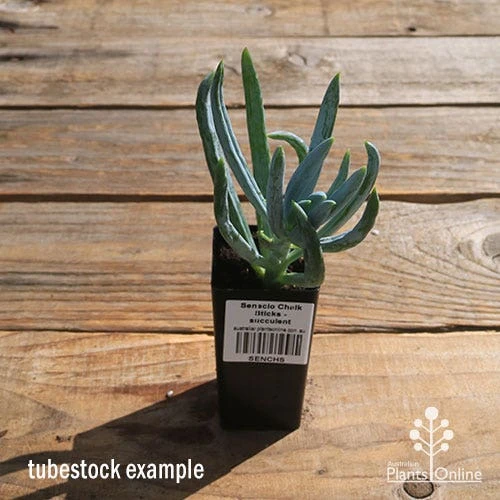 Senecio Chalk Sticks - Succulent 3 Senecio Chalk Sticks - Succulent - Image 3