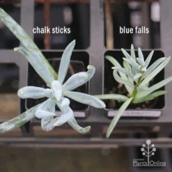 Senecio Chalk Sticks - Succulent 24 Senecio Chalk Sticks - Succulent -Plant Collection Sales Shop apo senecio chalk sticks v blue falls 1