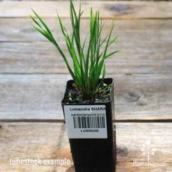 Lomandra SHARA 12 Lomandra SHARA -Plant Collection Sales Shop apo shara tubestock top