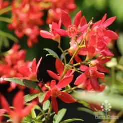 Ceratopetalum Shiraz - Christmas Bush -Plant Collection Sales Shop apo shiraz christmas bush flowers