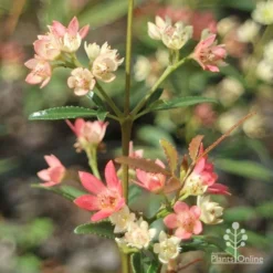 Ceratopetalum Shiraz - Christmas Bush -Plant Collection Sales Shop apo shiraz christmas bush true flowers