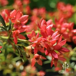 Ceratopetalum Shiraz - Christmas Bush