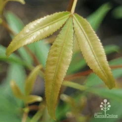 Ceratopetalum Shiraz - Christmas Bush -Plant Collection Sales Shop apo shiraz new leaf