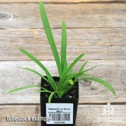 Agapanthus Silver Baby -Plant Collection Sales Shop apo silver baby tubestock