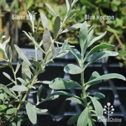 Eremophila Blue Horizon - Emu Bush -Plant Collection Sales Shop apo silver ball v blue horizon 1