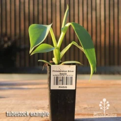Philodendron Silver Sword -Plant Collection Sales Shop apo silver sword tubestock side