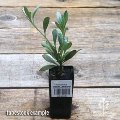 Convolvulus Cneorum - Silverbush -Plant Collection Sales Shop apo silverbush tubestock top