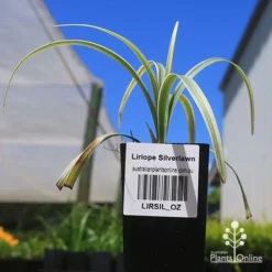 Liriope Silverlawn -Plant Collection Sales Shop apo silverlawn liriope tubestock