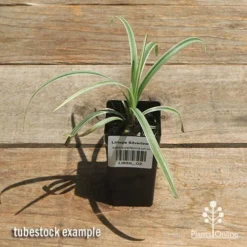 Liriope Silverlawn -Plant Collection Sales Shop apo silverlawn tubestock top