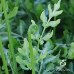 Pteris - Slender Brake Fern -Plant Collection Sales Shop apo slender pteris curl