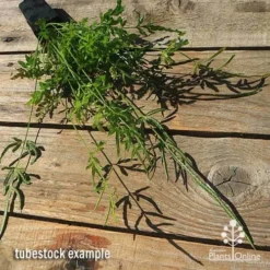 Pteris - Slender Brake Fern -Plant Collection Sales Shop apo slender pteris tubestock flat