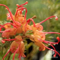 Grevillea Soopa Doopa -Plant Collection Sales Shop apo soopa doopa closeup