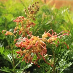 Grevillea Soopa Doopa -Plant Collection Sales Shop apo soopa doopa flower and bud