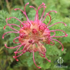 Grevillea Soopa Doopa -Plant Collection Sales Shop apo soopa doopa full open