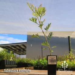 Grevillea Soopa Doopa -Plant Collection Sales Shop apo soopa doopa tubestock