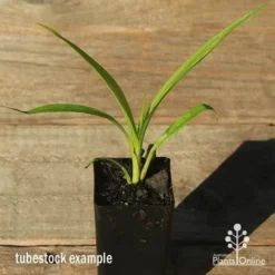 Spathoglottis Purple Haze - Native Orchid -Plant Collection Sales Shop apo spathoglottis purple haze tubestock