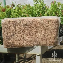 Sphagnum Moss 12L -Plant Collection Sales Shop apo sphagnum sun