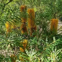 Banksia Spinulosa - Hairpin Banksia -Plant Collection Sales Shop apo spinulosa flowers2