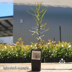 Banksia Spinulosa - Hairpin Banksia -Plant Collection Sales Shop apo spinulosa tubestock