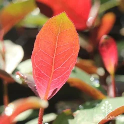 Eucalyptus Olida - Strawberry Gum -Plant Collection Sales Shop apo strawberry gum backlit