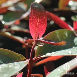Eucalyptus Olida - Strawberry Gum -Plant Collection Sales Shop apo strawberry gum dewdrop