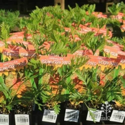 Grevillea Strawberry Pops -Plant Collection Sales Shop apo strawberry pops grrevillea tubestock branded