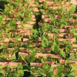 Grevillea Strawberry Pops -Plant Collection Sales Shop apo strawberry pops grrevillea tubestock labelled