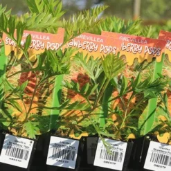 Grevillea Strawberry Pops -Plant Collection Sales Shop apo strawberry pops grrevillea tubestock labels