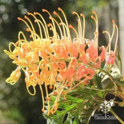 Grevillea Strawberry Pops -Plant Collection Sales Shop apo strawberry pops july
