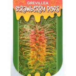Grevillea Strawberry Pops -Plant Collection Sales Shop apo strawberry pops label