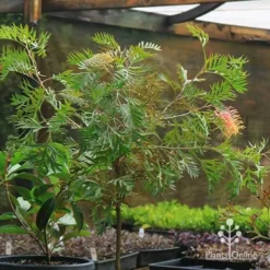 Grevillea Strawberry Pops -Plant Collection Sales Shop apo strawberry pops motherstock pot