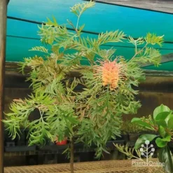 Grevillea Strawberry Pops -Plant Collection Sales Shop apo strawberry pops motherstock young