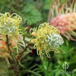 Grevillea Strawberry Sundae 15 Grevillea Strawberry Sundae -Plant Collection Sales Shop apo strawberry sundae flowerbuds