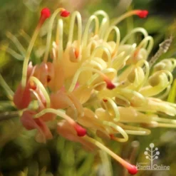 Grevillea Strawberry Sundae 12 Grevillea Strawberry Sundae -Plant Collection Sales Shop apo strawberry sundae grevillea sun