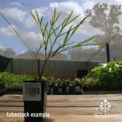 Grevillea Strawberry Sundae 10 Grevillea Strawberry Sundae -Plant Collection Sales Shop apo strawberry sundae tubestock side