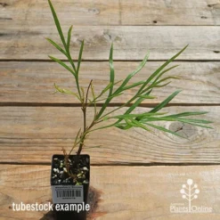 Grevillea Strawberry Sundae 14 Grevillea Strawberry Sundae -Plant Collection Sales Shop apo strawberry sundae tubestock top