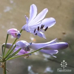 Agapanthus Streamline -Plant Collection Sales Shop apo streamline backlit flower