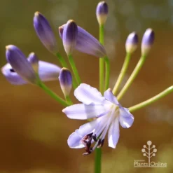 Agapanthus Streamline -Plant Collection Sales Shop apo streamline flower closeup