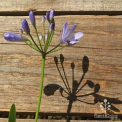 Agapanthus Streamline -Plant Collection Sales Shop apo streamline flower shadow