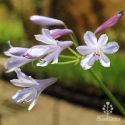 Agapanthus Streamline -Plant Collection Sales Shop apo streamline november sun