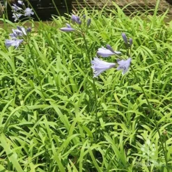 Agapanthus Streamline -Plant Collection Sales Shop apo streamline plants