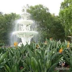 Strelitzia Reginae - Bird Of Paradise -Plant Collection Sales Shop apo strelitzia carlton gardens